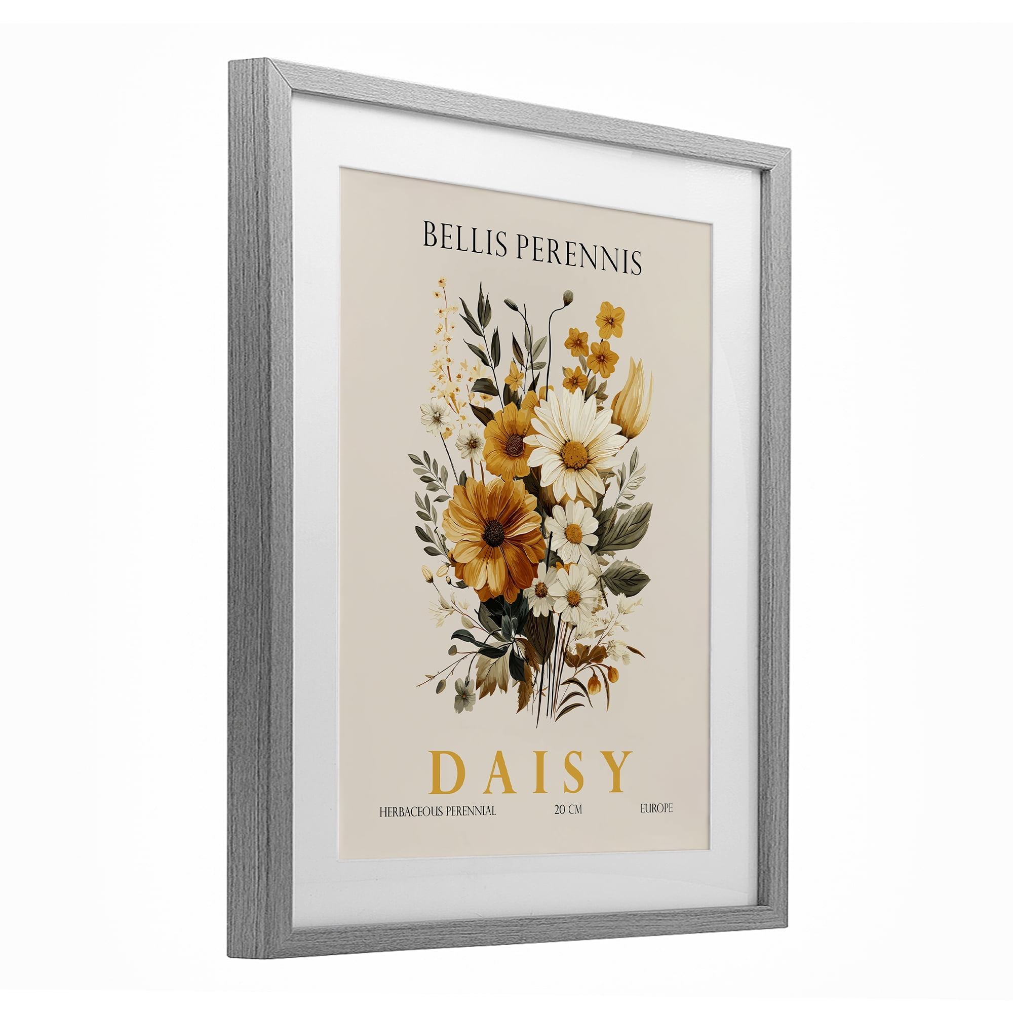 Stupell Industries Nature Daisy Bundle Gray Framed Print Under Glass, design by Christopher Giampietro
