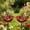 2pcs, variant on Handmade Metal Flower Garden Stakes Bird Bath with Bee Bath & Bird Water Bowl – Decorative Outdoor Yard Art, Pollinator & Butterfly Watering Station, Weather-Resistant Garden Decor Gift