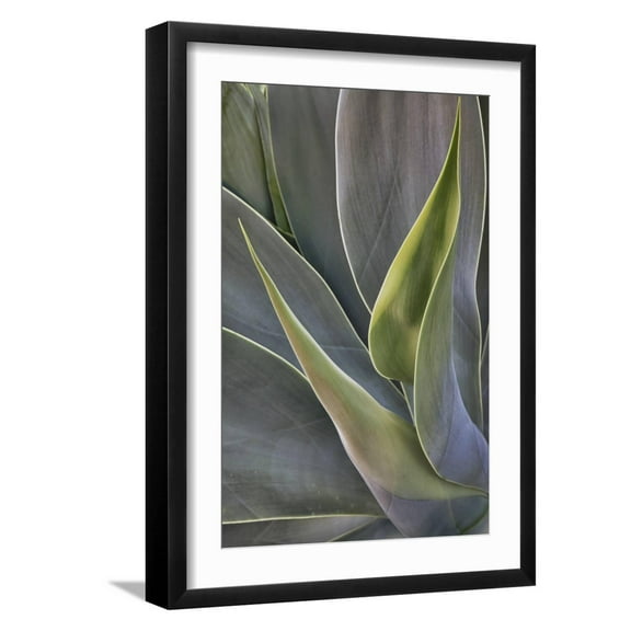 Art.com Agave Plants on the Island of Maui Photographic Print by Terry Eggers, Black Frame Wall Art, 17" x 23"