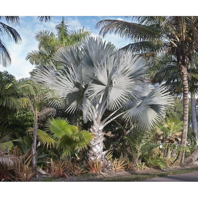 Silver Bismarck Palm - 5 Live Plants in 1 Gallon Growers Pots