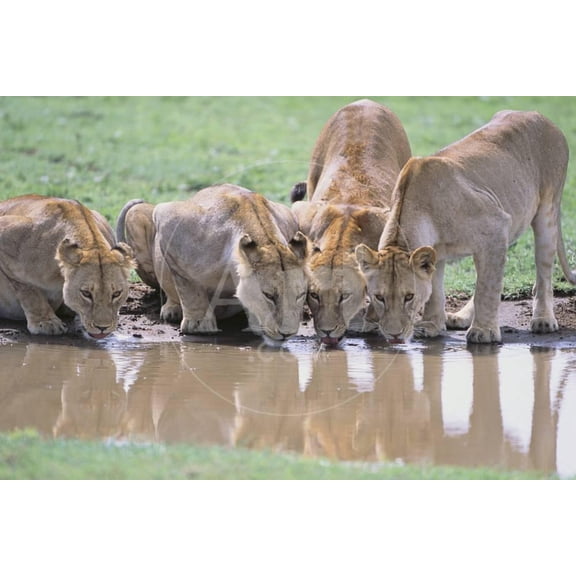 Lions Drinking from Watering Hole, Animals Unframed Photographic Print Wall Art by DLILLC Sold by ArtCom