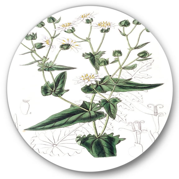 Designart 'Ancient Plant Life XXII' Traditional Circle Metal Wall Art 36x36 - Disc of 36