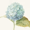 thumbnail image 3 of Nai, Danhui 20x20 Black Modern Framed Museum Art Print Titled - Floursack Florals V - Blue Hydrangea Crop, 3 of 5