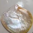 thumbnail image 5 of Polished Yellow Pearl Shell 9 to 11CM Glossy Mother of Pearl Conch Shell Display Prop Natural Decor Photography Ornament, 5 of 8