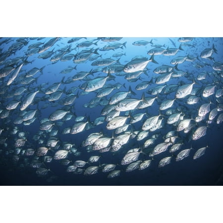 Schooling fish near Cocos Island Costa Rica Canvas Art - Ethan DanielsStocktrek Images (34 x 23)