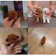 thumbnail image 5 of 2025 New Robot Dog For Adults, Ai Robotic Dog, Nicoo - My Realistic Robot Puppy That Acts Like A Real Puppy - Walking, Barking, Tail Wagging, 5 of 5