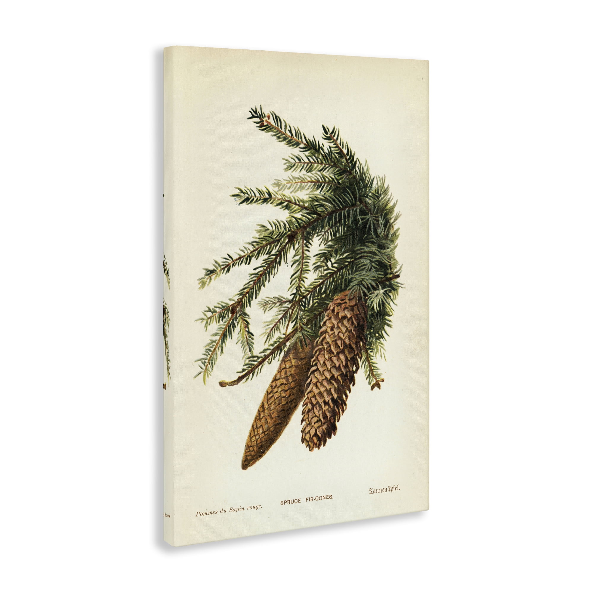 Stupell Industries Spruce & Fir Cones Plants & Flowers Painting Wrapped Canvas Art Print Wall Art, 16 x 24