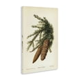 thumbnail image 3 of Stupell Industries Victorian Spruce & Fir Cones Canvas Art, 16 x 24, by Tina Higgins Designs Inc., 3 of 8