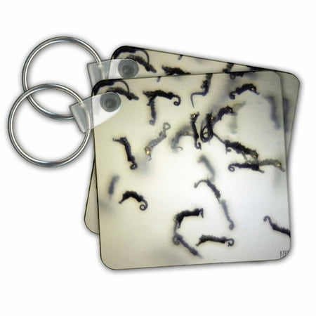 3dRose Northern or Lined Seahorse babies, Hippocampus erectus - Key Chains, 2.25 by 2.25-inch, set of 2