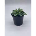thumbnail image 6 of Peperomia Mini Watermelon, 4 inch verschaffeltii, Steve's Leaves, 6 of 9
