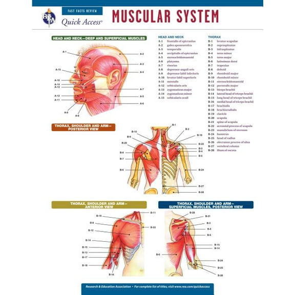 Quick Access: Muscular System (Other)