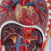 Axis Scientific Human Circulatory System Model, Half Life-Size, Realistic, Detailed Arteries and Veins Model with Thoracic Organs, Includes a Product Manual