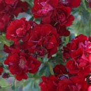 Heirloom Roses - Keep In Touch Floribunda Rose Bush