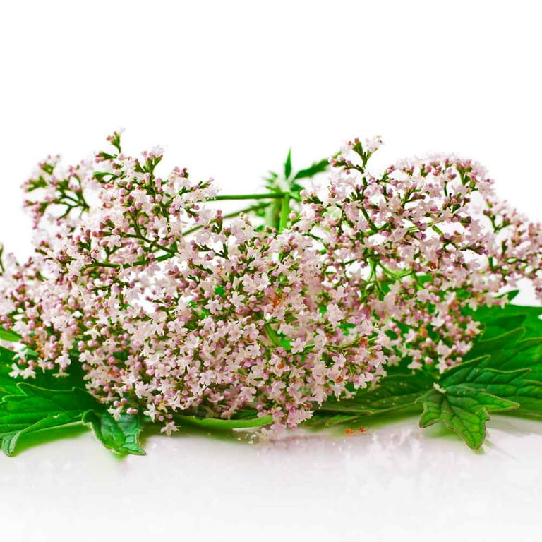 Valerian Seeds - Garden Heliotrope Herb Seed - 10000 Seeds - Walmart.com