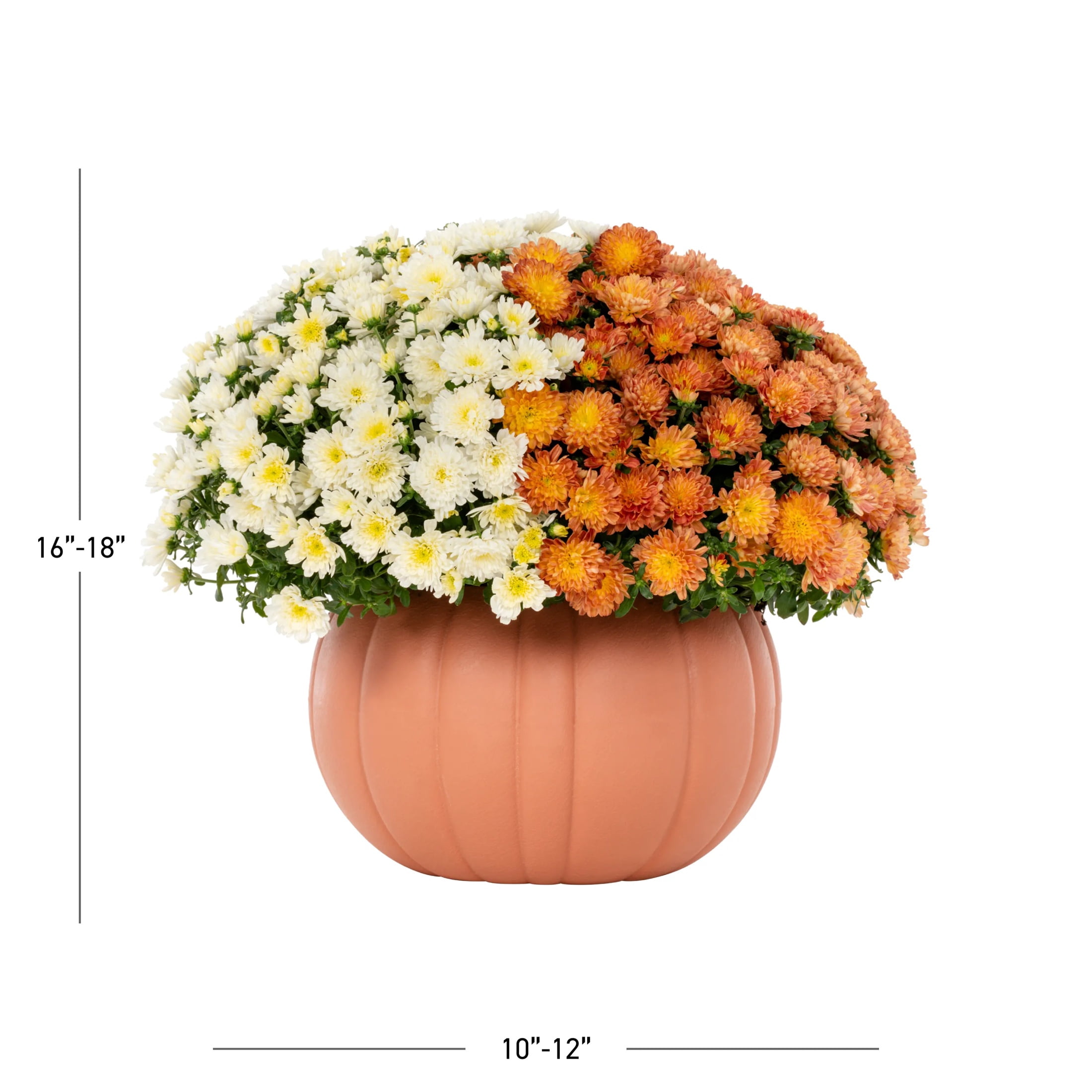 Better Homes & Gardens 3QT Orange & White Bi-Color Garden Mum Live Plant in Pumpkin Planter