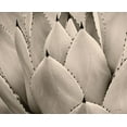 thumbnail image 2 of Sophie 6 14x12 White Modern Wood Framed Museum Art Print Titled - Cactus Cream I, 2 of 4