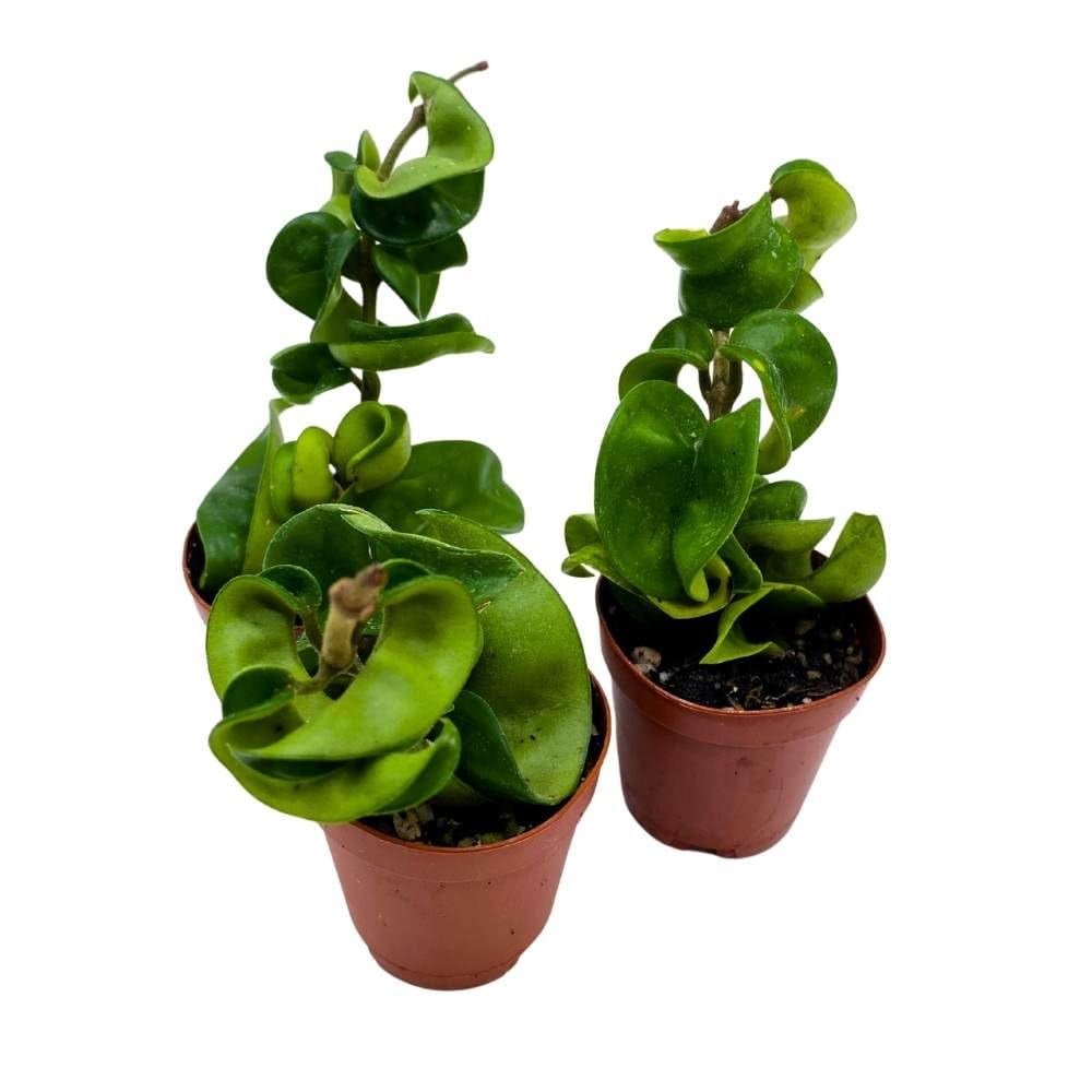 Hoya Green Hindu Rope 2 inch Set of 3 Crinkle Wax Plant Porcelain Flower Tiny Mini Pixie Plants