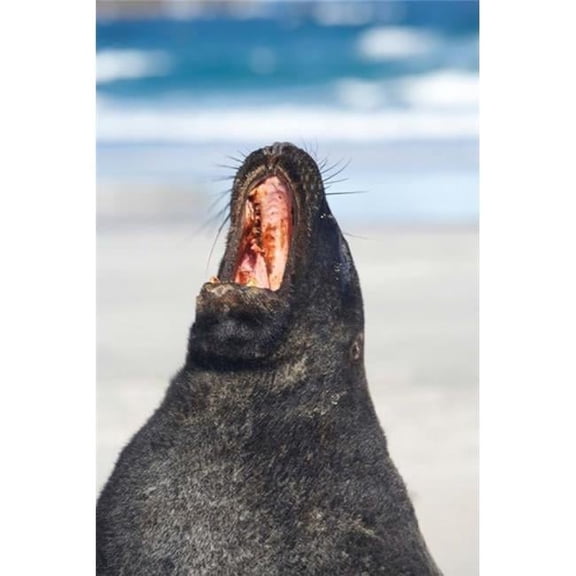 Sea Lion Sandfly Bay Otago South Island New Zealand Poster Print by David Wall - 24 x 35 in.