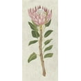 thumbnail image 2 of Zarris, Chariklia 9x14 White Modern Wood Framed Museum Art Print Titled - Non-Embellished Protea II, 2 of 4