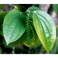 thumbnail image 2 of Black Pepper Plant - Piper nigrum - Grow Indoors or Out - 4" Pot, 2 of 4