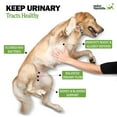 thumbnail image 4 of Deley Naturals Dog Chews for UTI Prevention - Dog Supplements for UTI, 4 of 7
