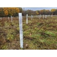 thumbnail image 5 of 72" Tree Pro Miracle Tube Tree Tubes with White Oak Stakes (100), 5 of 9