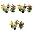 thumbnail image 1 of 3x 5 uds Mini jardín flores planta casa de accesorios, 1 of 9