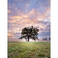 thumbnail image 2 of Frank, Assaf 25x32 Gold Ornate Wood Framed with Double Matting Museum Art Print Titled - Tree in a filed at sunrise, 2 of 4