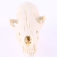 thumbnail image 3 of Lowrie Skull Resin Teaching Skeleton Model Aquarium, 3 of 8