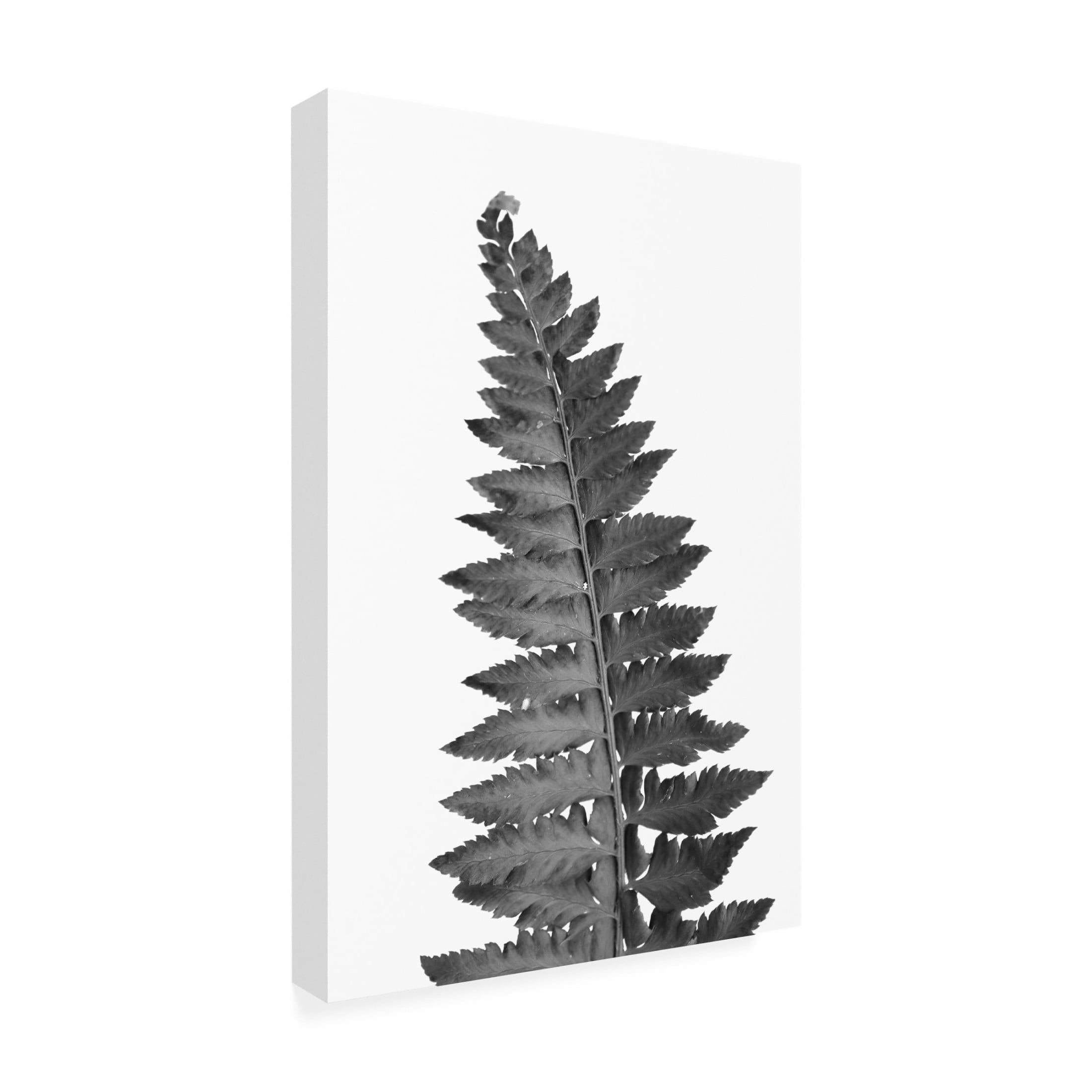 Trademark Fine Art Rosana Laiz Blursbyai Gray fern leaf Canvas Wall Art