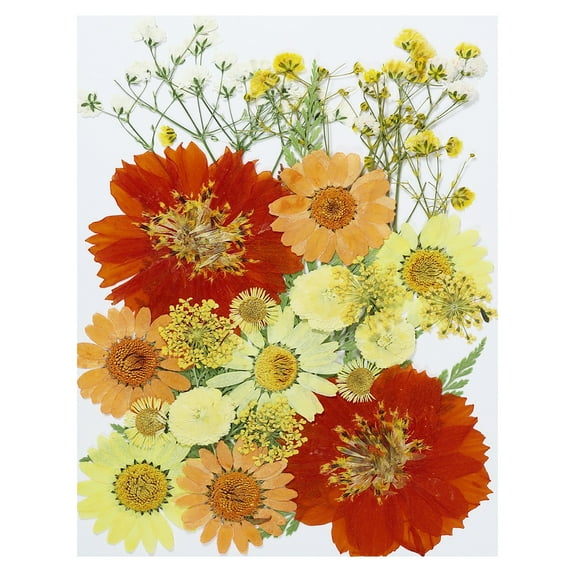 Uxcell Dried Pressed Flowers Natural Dried Flower Leave Assorted Real Pressed Flowers Sunflower Style