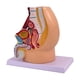 thumbnail image 2 of Modelo de anatomía reproductiva de la pelvis: investigación realista, educación científica detallada Masculino, 2 of 9