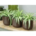 thumbnail image 2 of American Plant Exchange Spider Plant, 6-Inch Pot, Easy Care Pet Safe Air Purifying Indoor Houseplant for Home and Office Decor, 2 of 6
