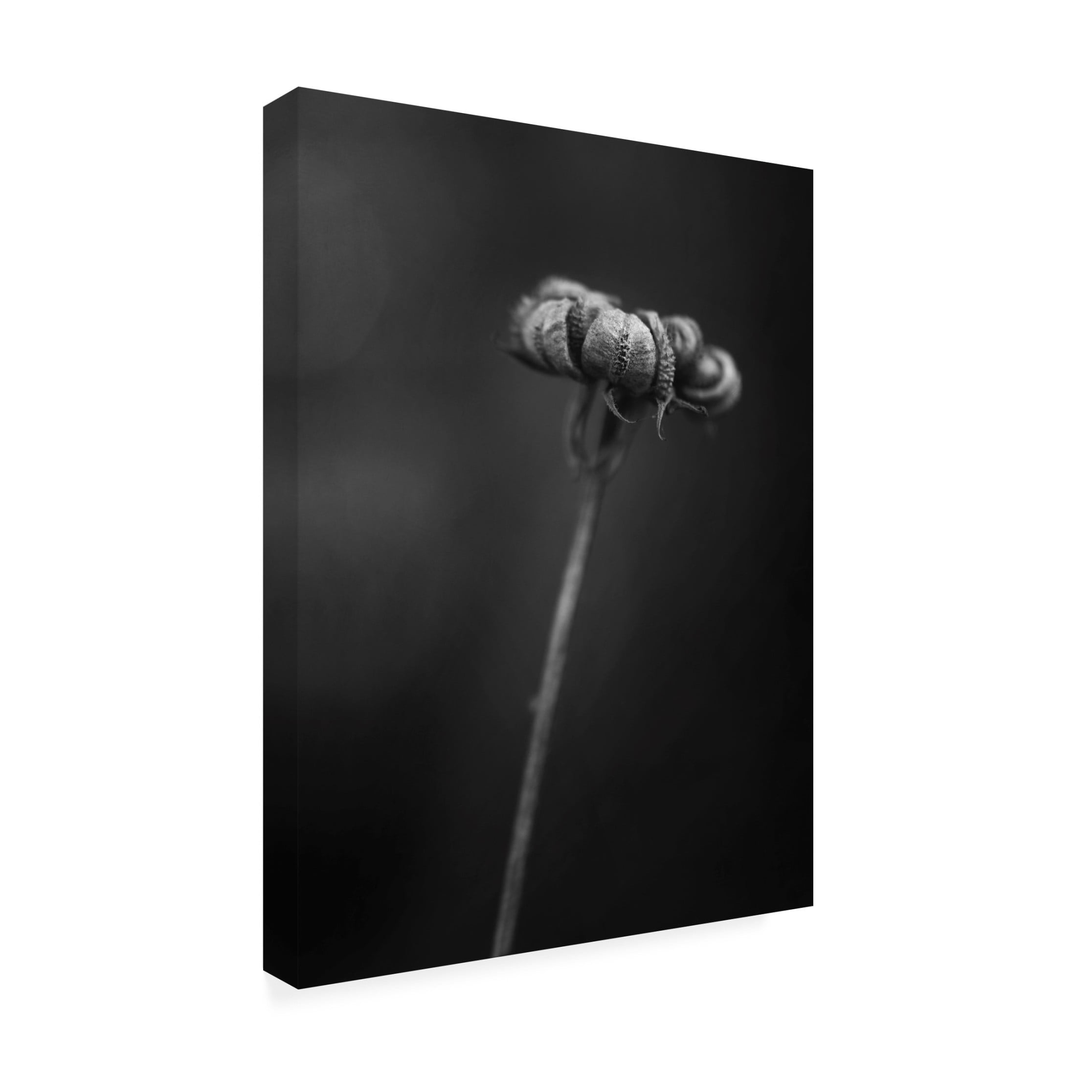 Trademark Fine Art Lotte Gronkjar  Calendula Canvas Wall Art