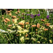 50 APRICOT BEAUTY STATICE بذور زهرة Limonium Sinuatum