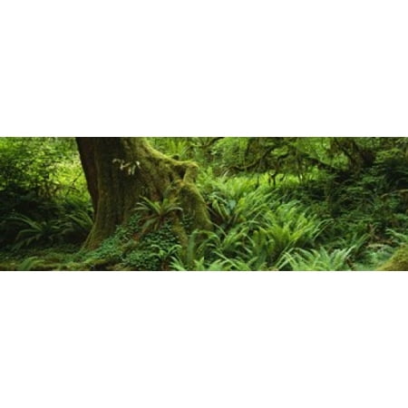 Ferns and vines along a tree with moss on it Hoh Rainforest Olympic National Forest Washington State USA Poster