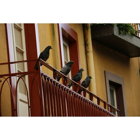 Canvas Print Window Facade Old Balcony Pigeon Architecture Stretched Canvas 10 x (Best Way To Get Rid Of Pigeons On Balcony)