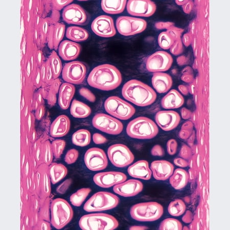 Mammal Elastic Cartilage Slide  7 M  Verhoeff s Stain price history on PriceWatchPro