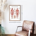 Human Health Lab Anatomy Lab Human Anatomy Laminated Poster with Muscular, Skeletal, and ...