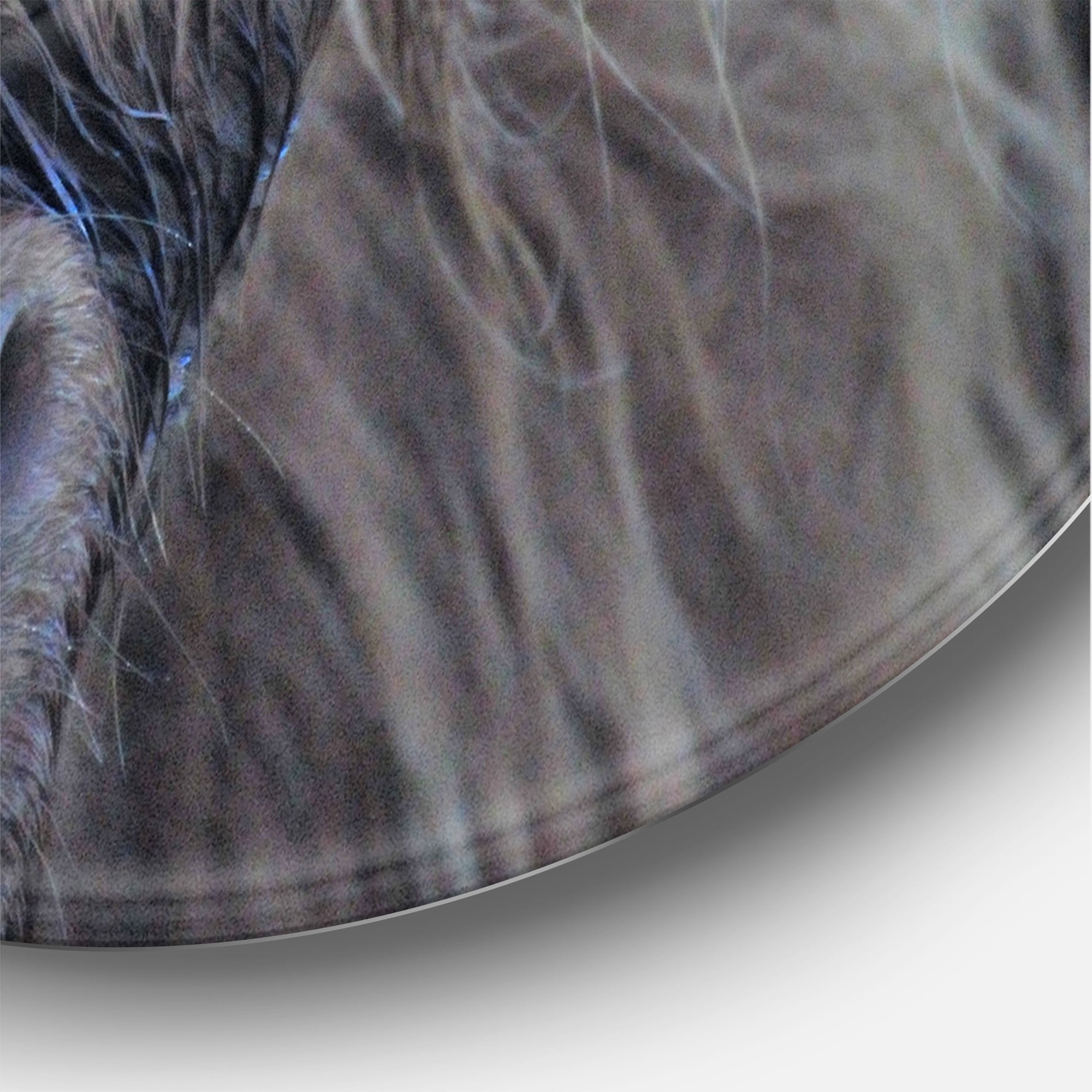 Designart 'Close Up Of Scottish Cow On Moorland III' Farmhouse Circle Metal Wall Art 29x29 - Disc of 29