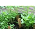 thumbnail image 3 of Backyard Safari, Sunny Side up Little Pizza Garden Kit Outdoor for Planting Tomato, Basil, Oregano, 3 of 5