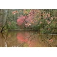 thumbnail image 2 of Delimont, Danita 18x13 White Modern Wood Framed Museum Art Print Titled - Azalea Branches in Spring, 2 of 4