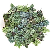 Home Botanicals Blue/Green Collection Succulent (Collection of 40)