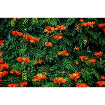 CZ Grain 30 Exotic African Tulip Tree Plant Seeds