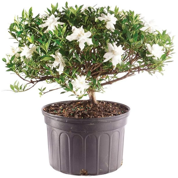 Brussels Bonsai Live Gardenia Outdoor Tree 6 Years Old 10 To 14 Tall With Plastic Grower Pot Large Com - Gardenia Bonsai Tree Gift Brussels Bonsai Live Gardenia Outdoor Tree 6 Years Old 10 To 14 Tall With Plastic Grower Pot Large Com - Gardenia Bonsai Tree Gift