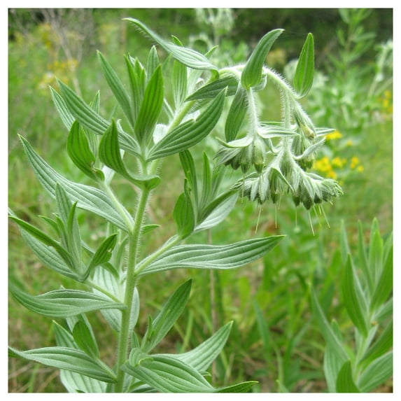 Everwilde Farms - 1/4 lb Marbleseed Native Wildflower Seeds - Gold Vault Bulk Seed Packet