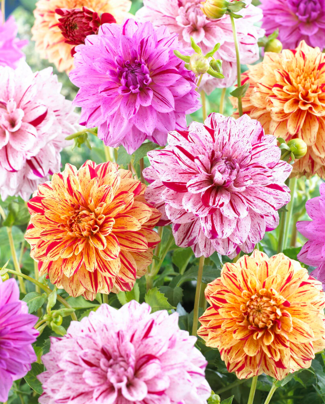 40 Dahlia Seeds Pack - Ultimate Dinnerplate Collection - Pollinator Friendly - Heirloom Flower Seeds Mix for Gardens