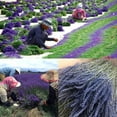 thumbnail image 5 of 3.5 OZ Dried Lavender Buds, Natural Lavender Flowers Ultra Blue Lavender Bulk for Sachets, Baths, Crafts, Home Fragrance, Wedding(100g, 5 of 7