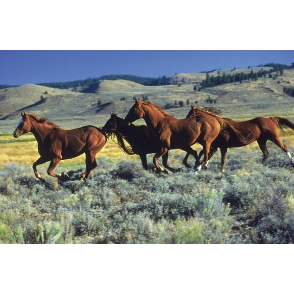 Animals - Horses Running on the Planes Wall Poster, 22.375" x 34"