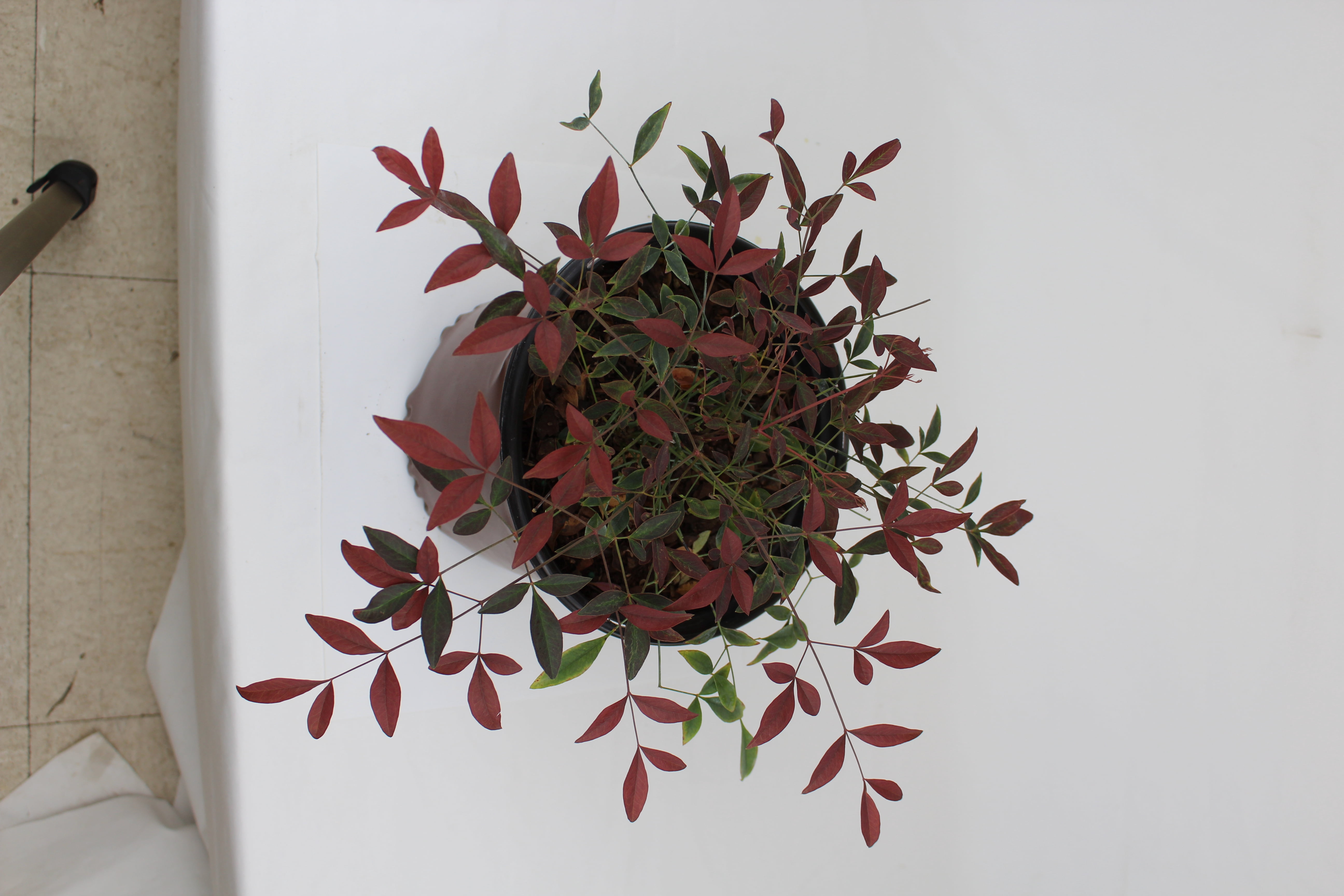 Southern Living Nandina Flirt Shrub, Outdoor Plant & Garden Shrubs 1 gal Pot, Part Sun
